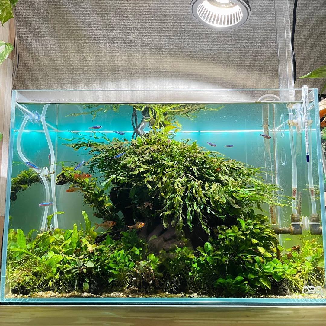 引き取り限定 ADA45㎝ 陰性水草水槽フルセット