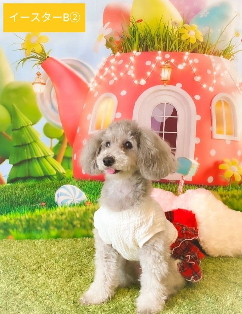 背景布【　ガーデンF　】ペット撮影用フォトブース　トリミングサロン