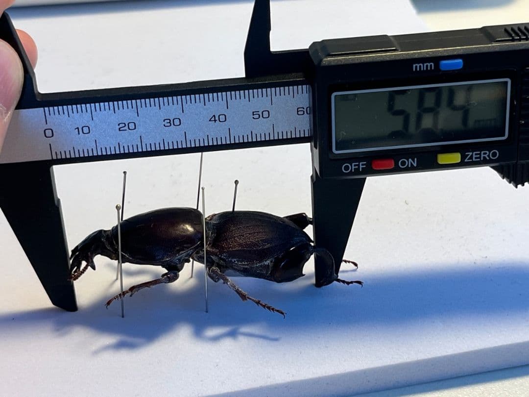 【58mm】赤 ケラモドキカミキリ 大型 Hypocephalus 昆虫標本