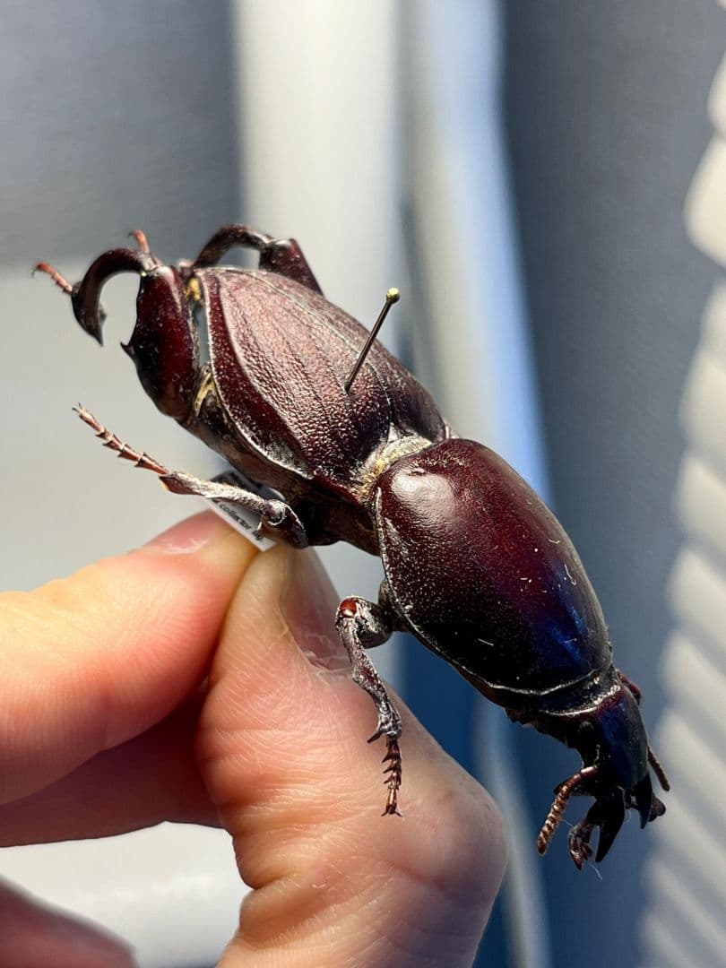 【58mm】赤 ケラモドキカミキリ 大型 Hypocephalus 昆虫標本