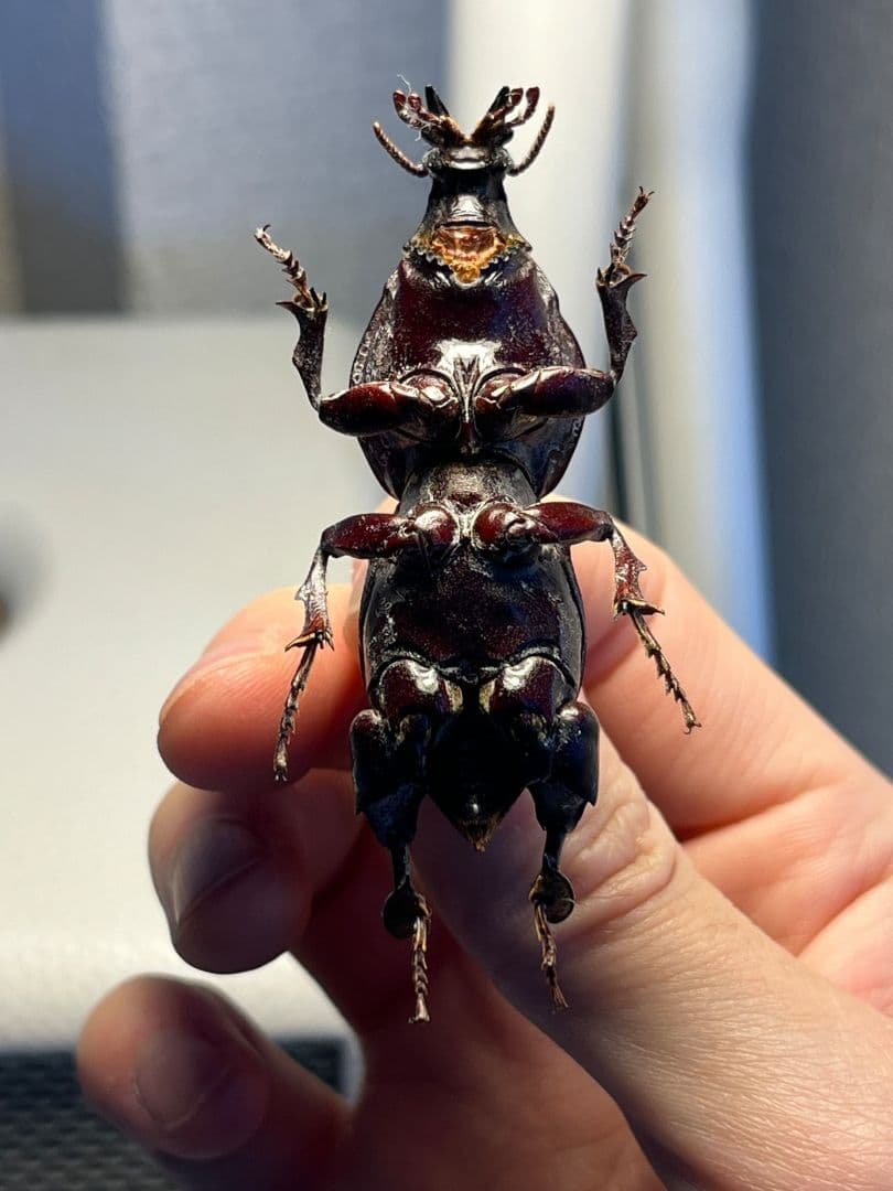 【58mm】赤 ケラモドキカミキリ 大型 Hypocephalus 昆虫標本