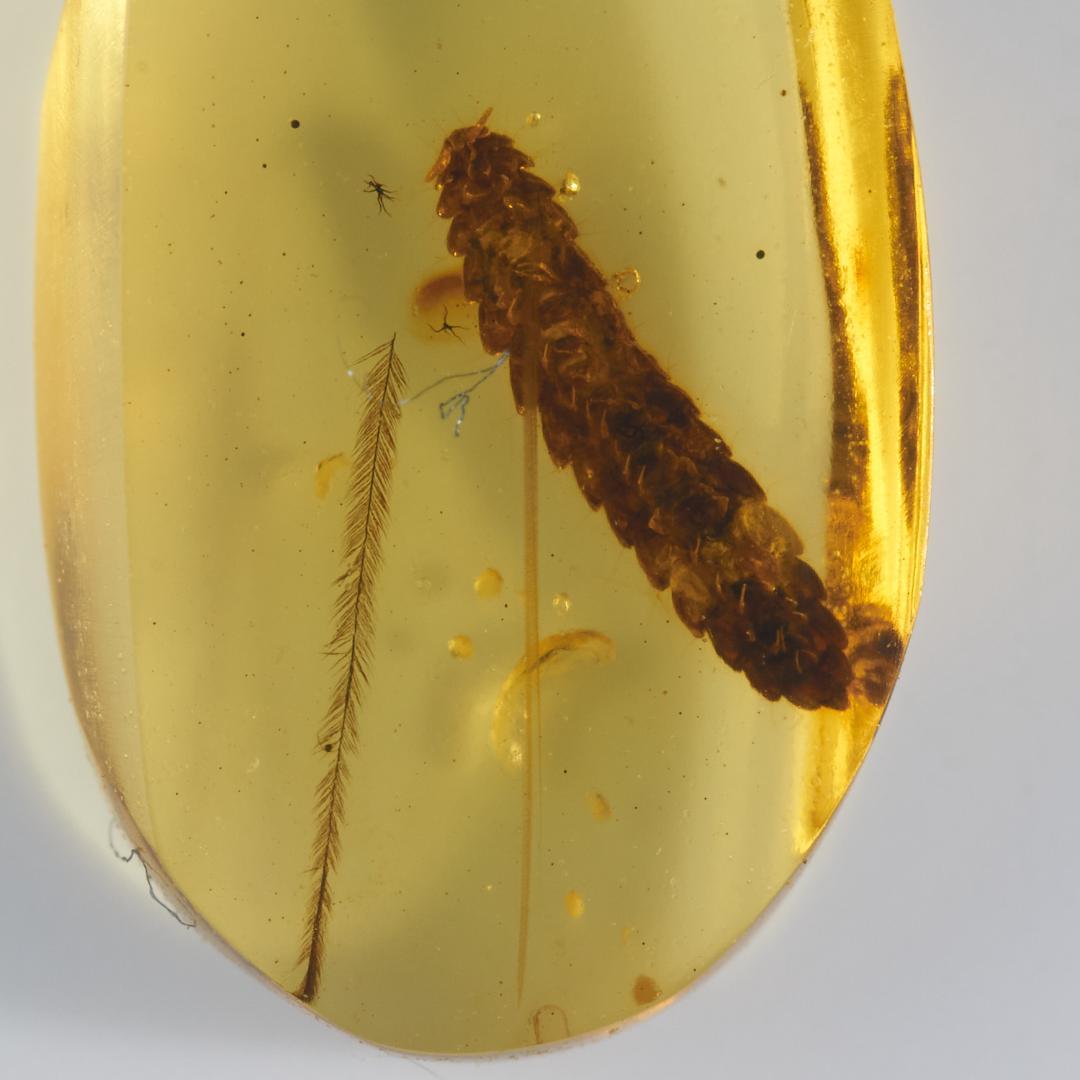レア極上品 PA0043虫入り琥珀化石　ミャンマーカムティかタナイ9900万年前