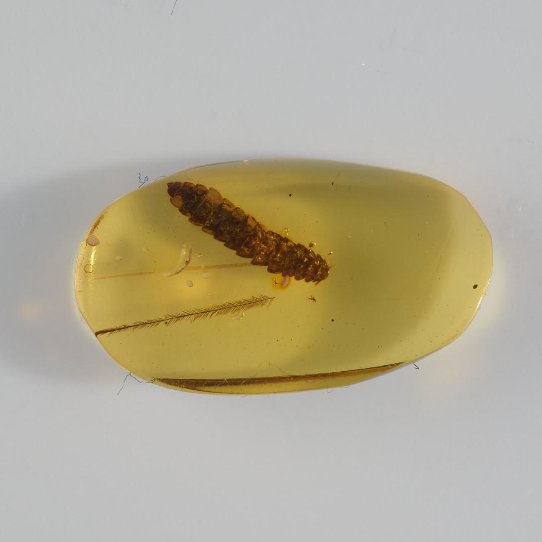 レア極上品 PA0043虫入り琥珀化石　ミャンマーカムティかタナイ9900万年前