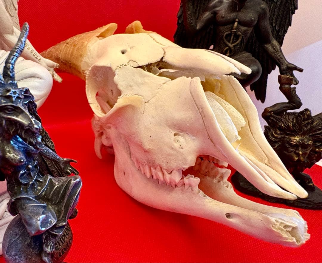 ヤギ頭蓋骨　実物　下顎　角鞘付き希少品　デッサン画モデル　ハンティングトロフィー