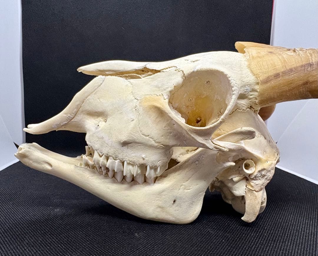 ヤギ頭蓋骨　実物　下顎　角鞘付き希少品　デッサン画モデル　ハンティングトロフィー