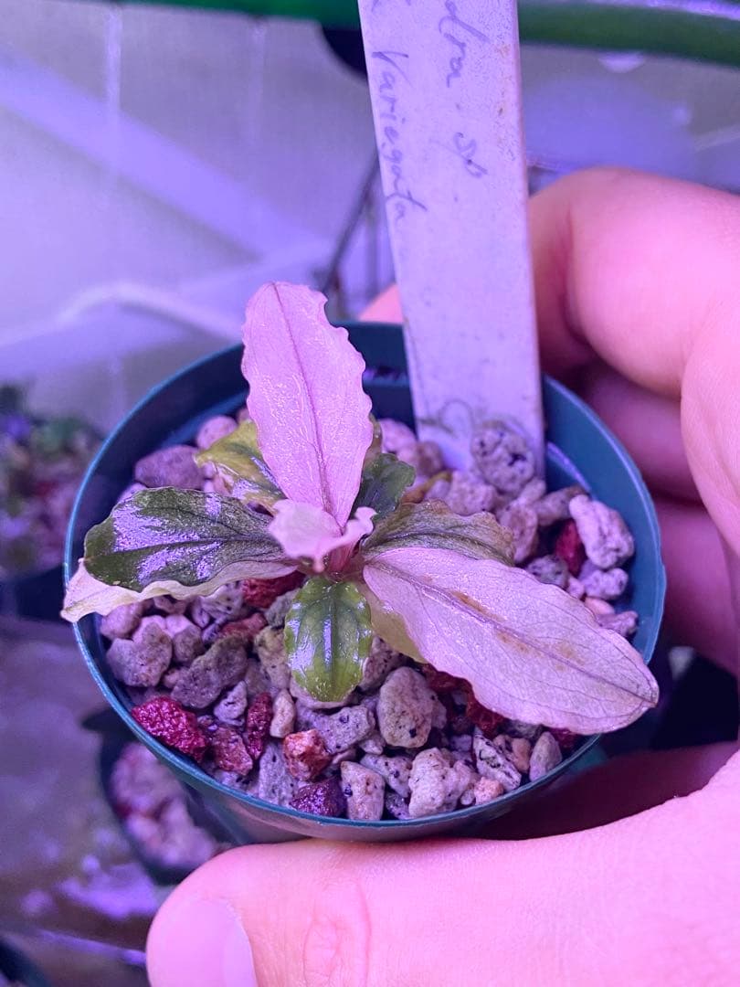 【専用】 user_fd449ab1様