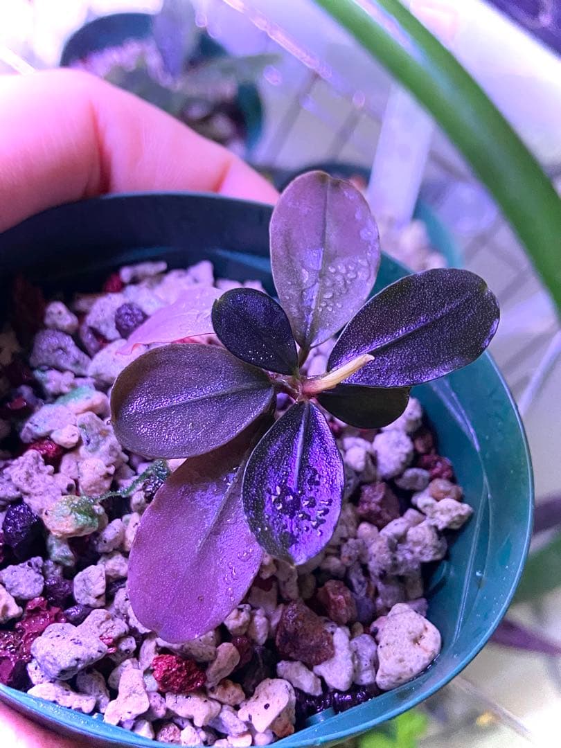 【専用】 user_fd449ab1様