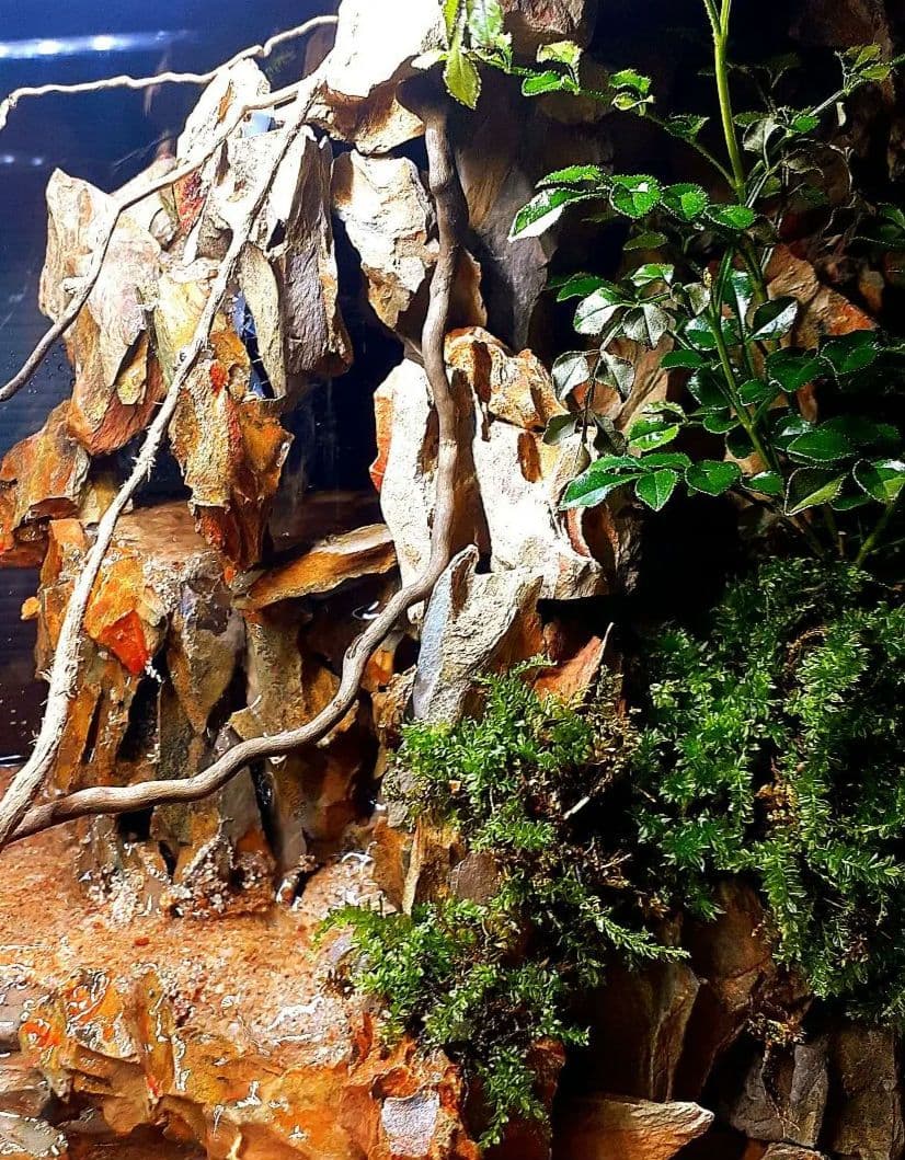 大自然 大型60 アクアテラリウム 完成品 水槽