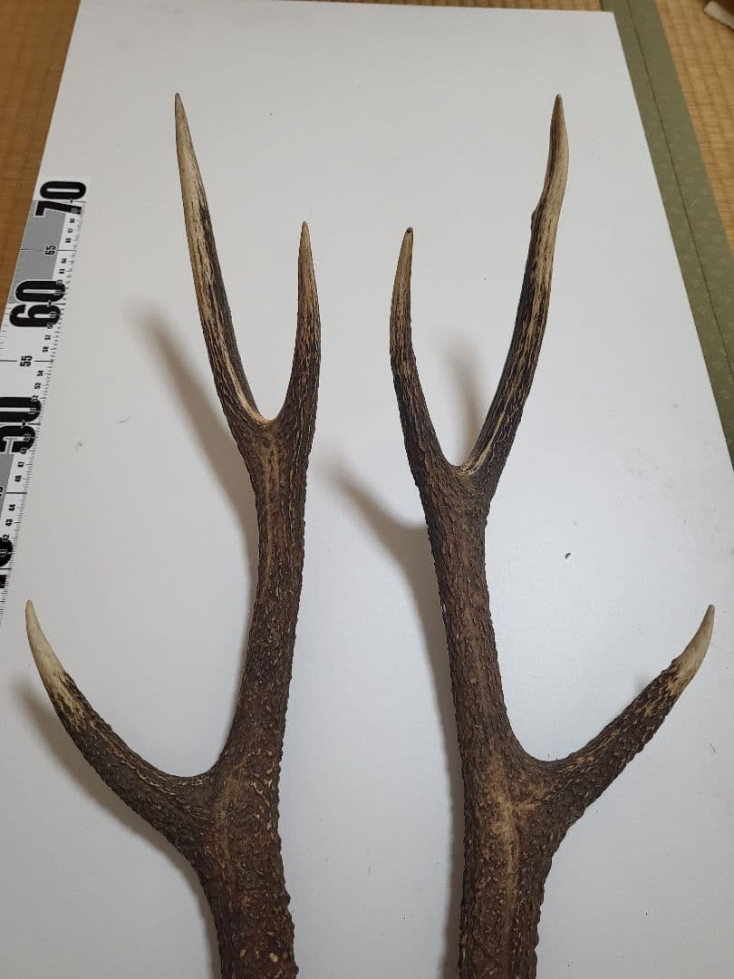 日本鹿の角