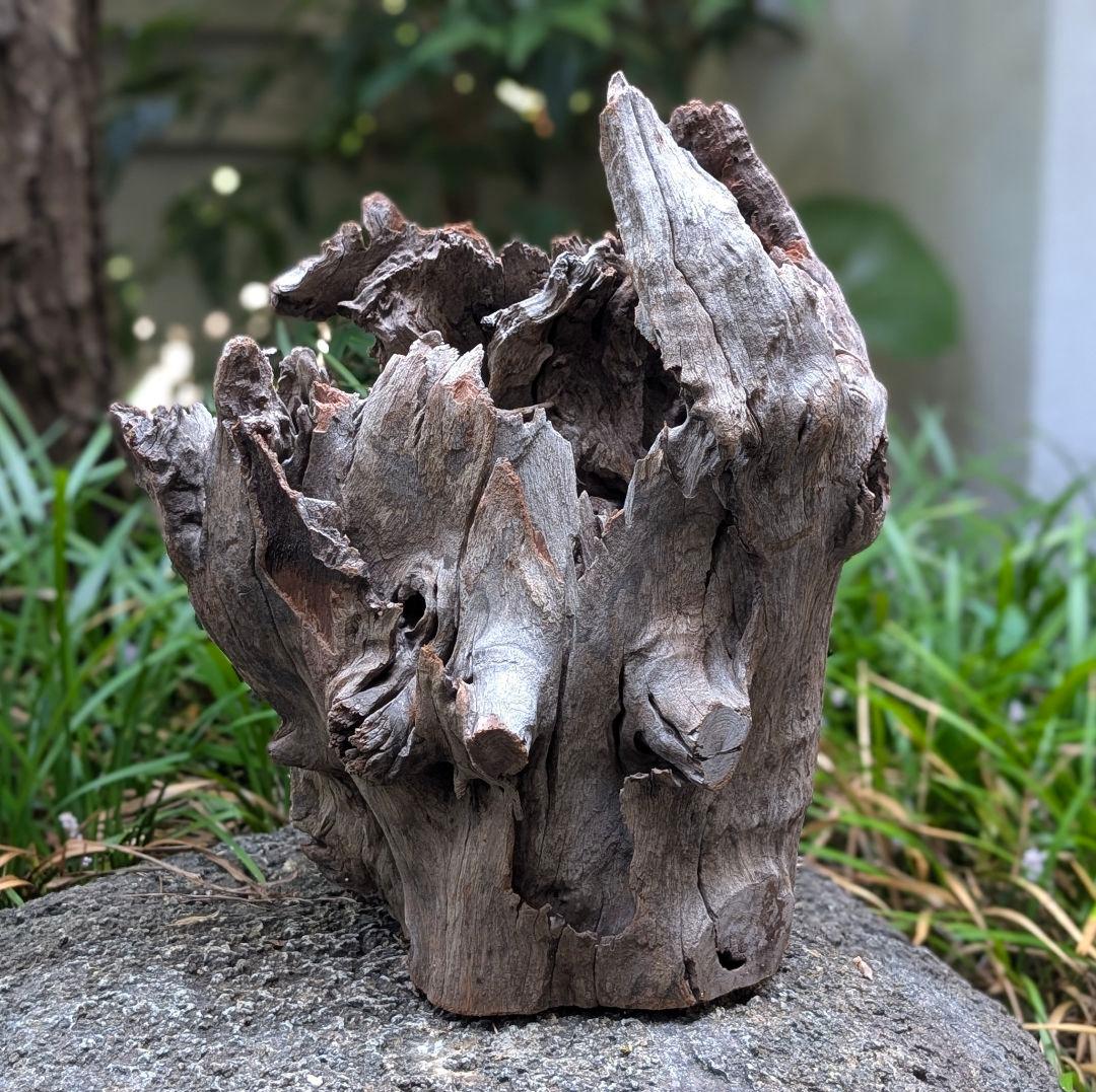 プレミアムスタンプウッド【PSW003】流木 アクアリウム ビバリウム 水槽