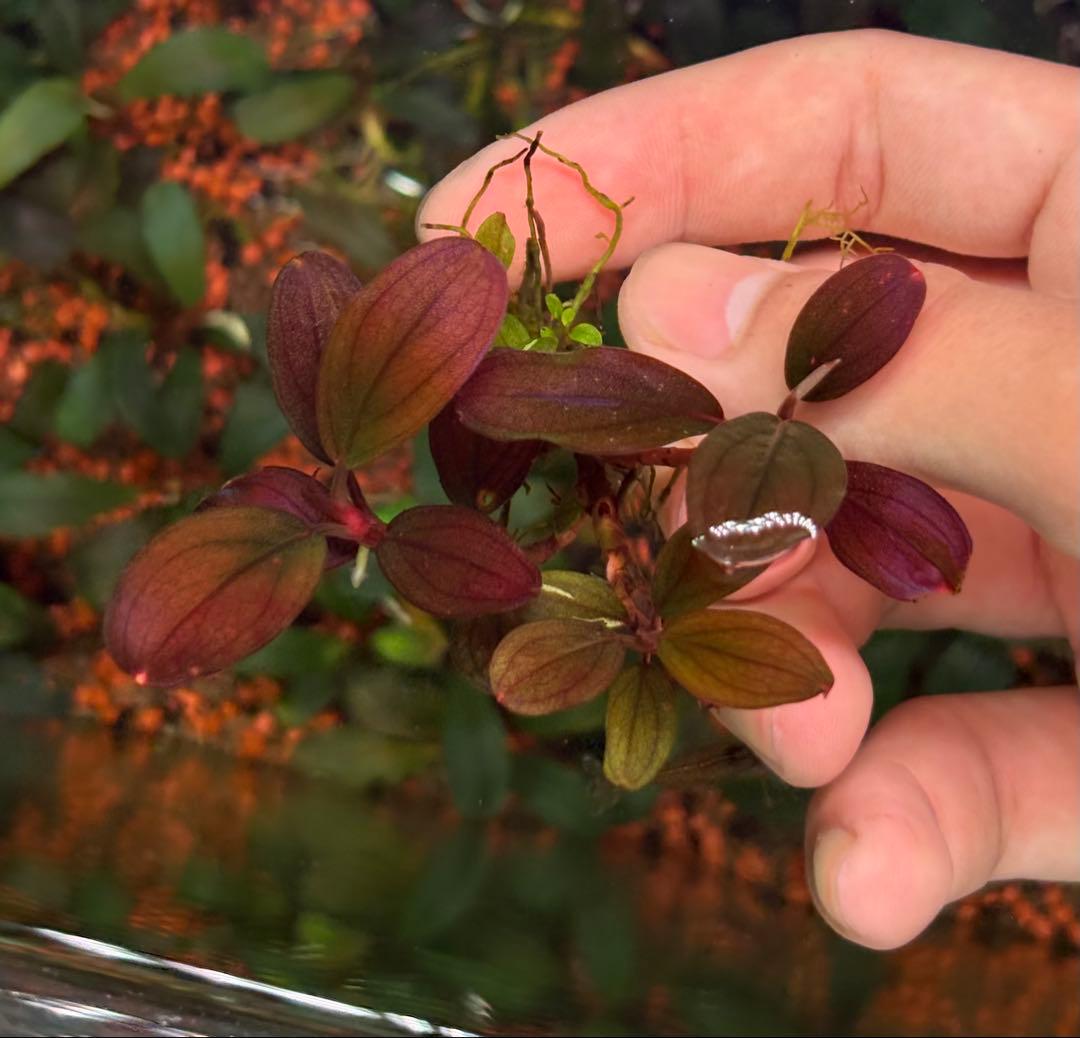 谷口浩紀ページ ブセファランドラ　ブルーオバル+スカイムーン