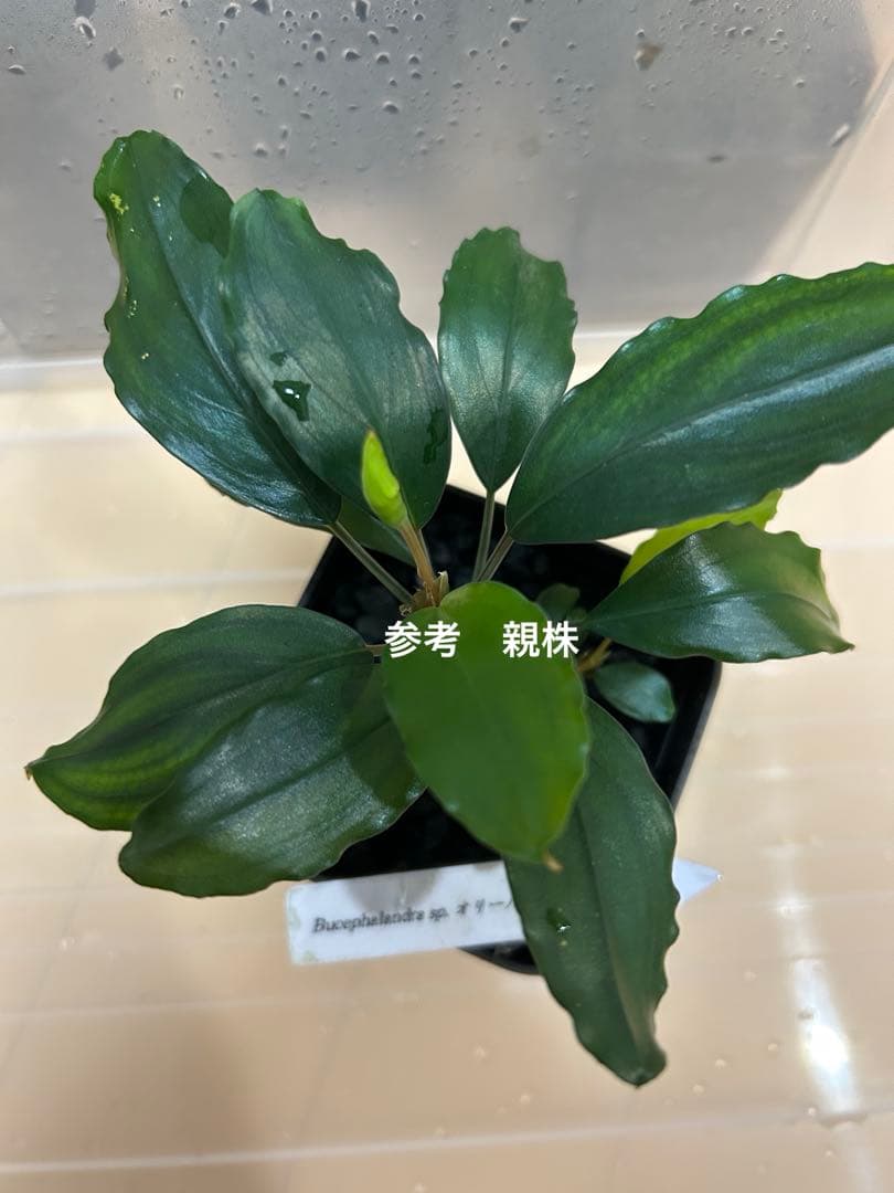 Bucephalandra sp.オリーバ【カミハタ】2014