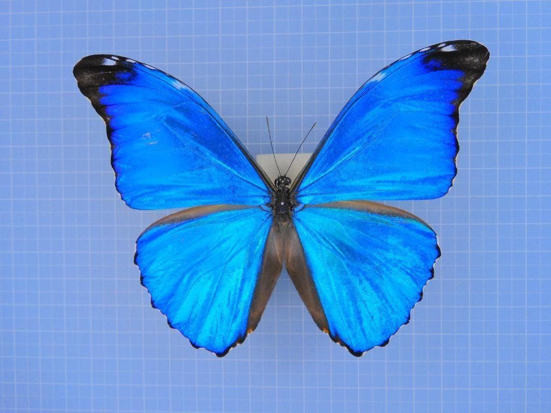 標本 Peru Morpho absoloni 120mm very big