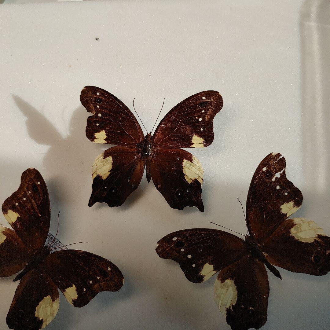 蝶の標本　ムカシヒカゲ　「3頭」