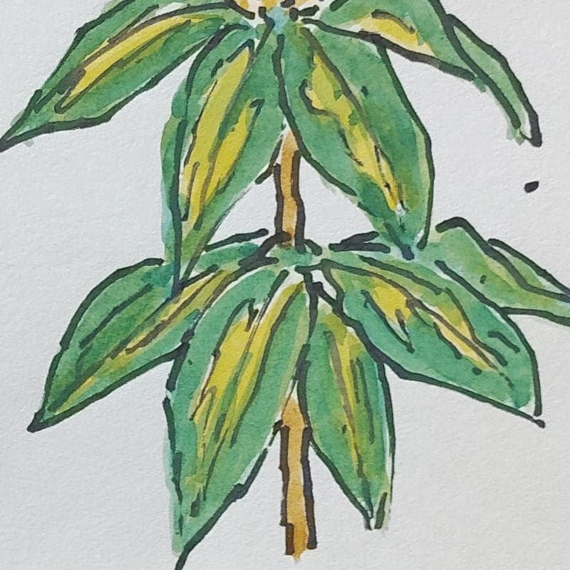 ☆ 坂本直行 ☆「ルーズベルト」水彩画　1982年4月8日制作　証明書　未使用！