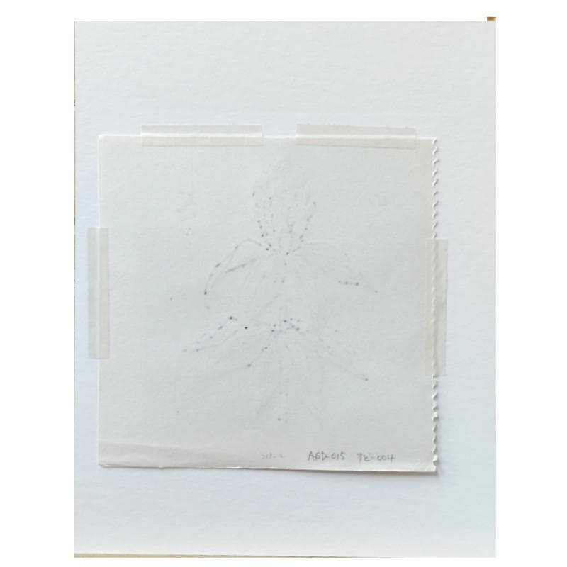 ☆ 坂本直行 ☆「ルーズベルト」水彩画　1982年4月8日制作　証明書　未使用！