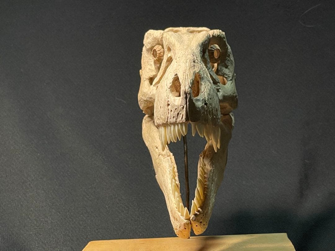 木彫　恐竜　タルボサウルス　頭骨模型　1/10スケール　12cm