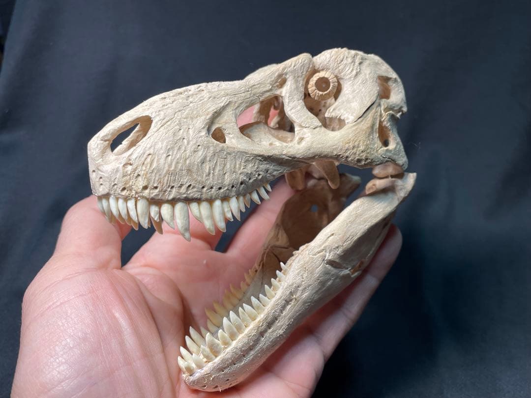 木彫　恐竜　タルボサウルス　頭骨模型　1/10スケール　12cm