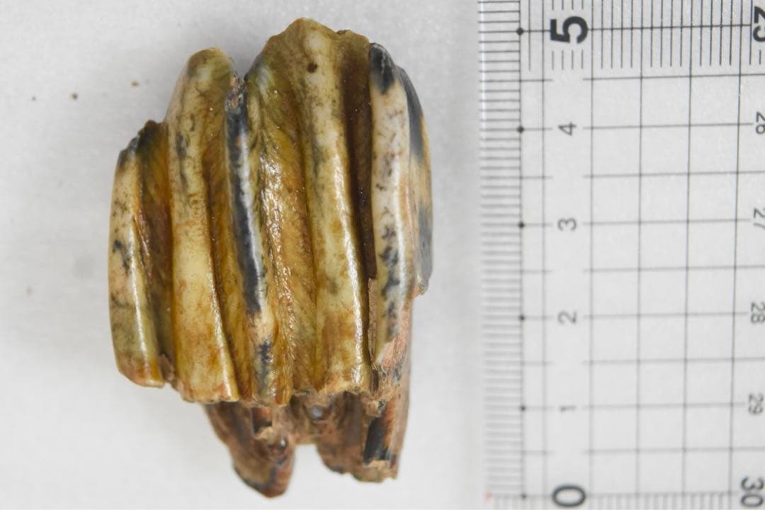 沖縄県産　哺乳類のは化石