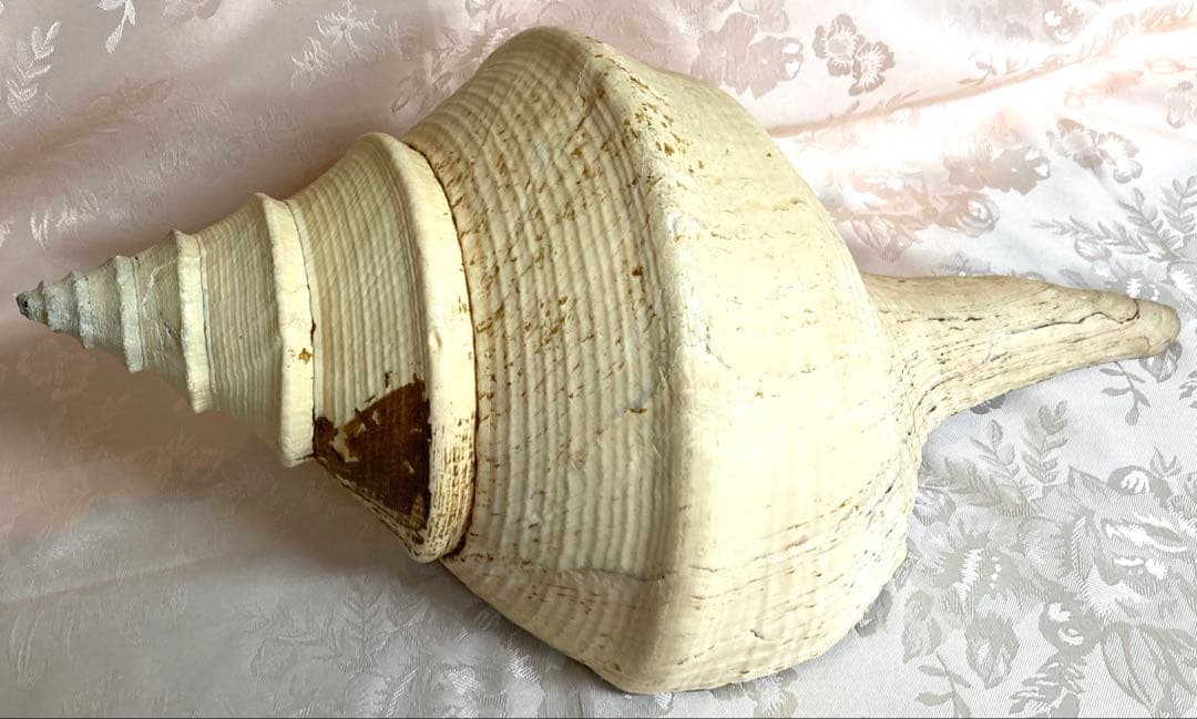 アラフラオオニシ49cm 世界最大の巻貝