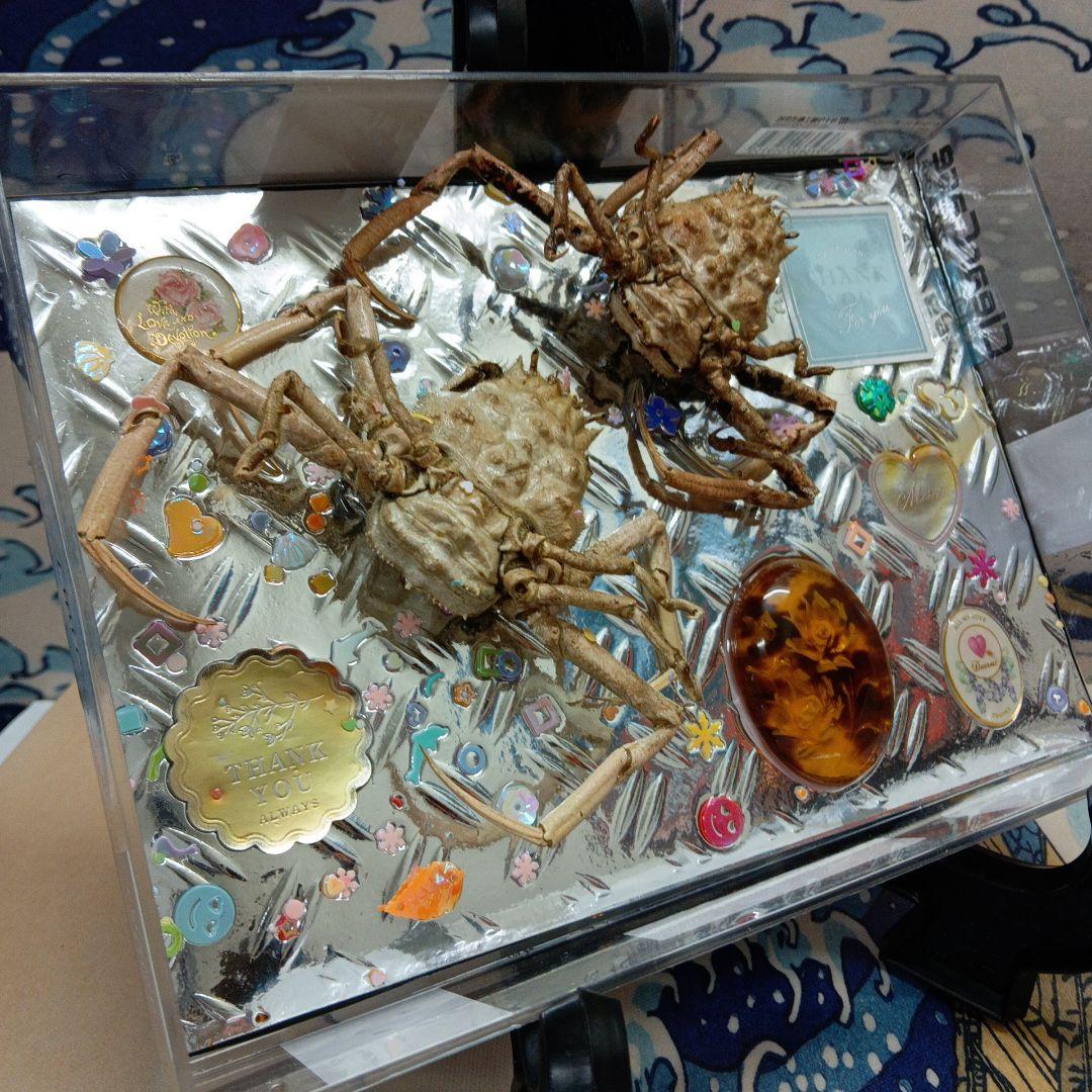 稀少レア平家蟹科凹凸立体リアル鬼面蟹横幅２２X１６X３、５センチ標本コレクション