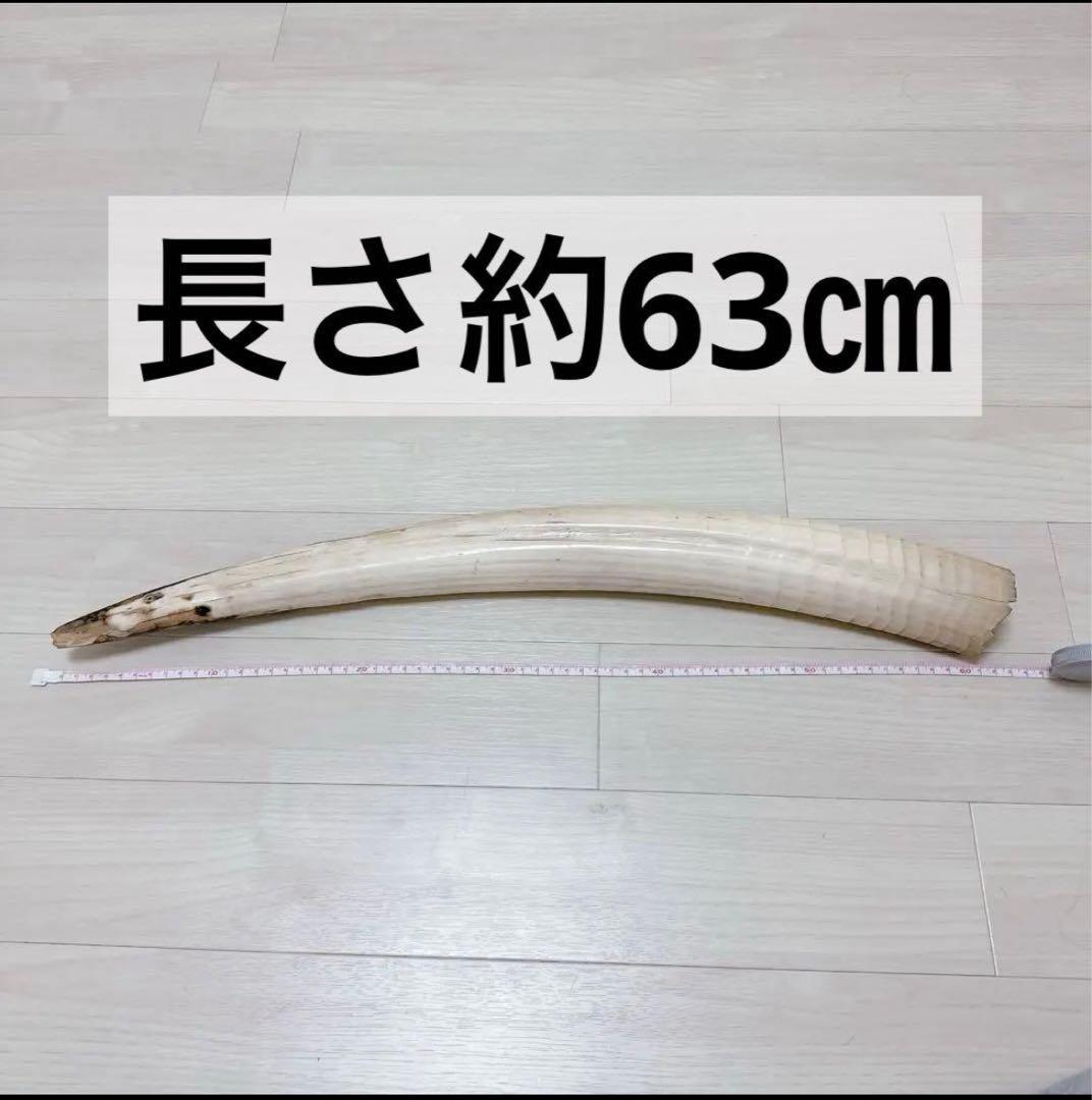 海象　セイウチ牙 1665g