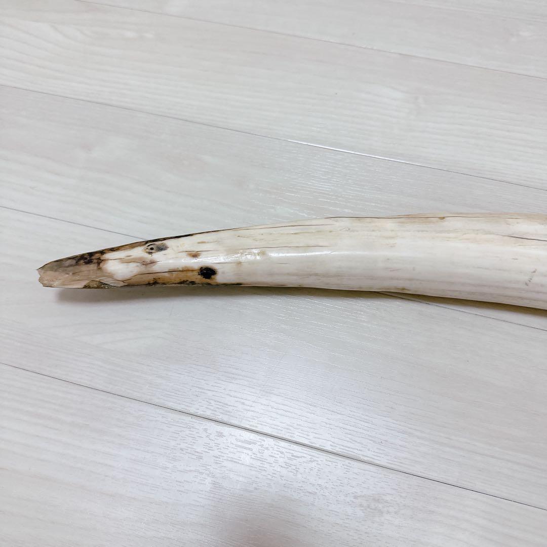 海象　セイウチ牙 1665g