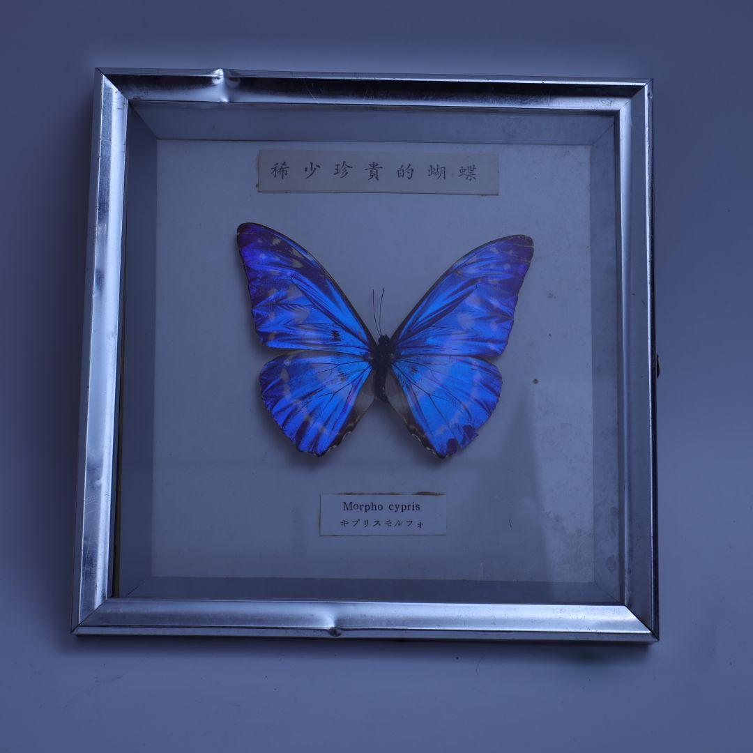 キプリスモルフォ　標本　希少珍奇的胡蝶　額入り
