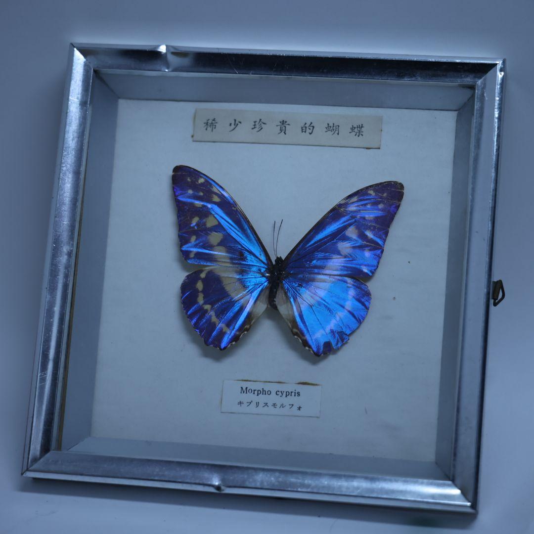 キプリスモルフォ　標本　希少珍奇的胡蝶　額入り