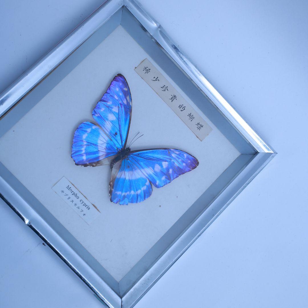 キプリスモルフォ　標本　希少珍奇的胡蝶　額入り