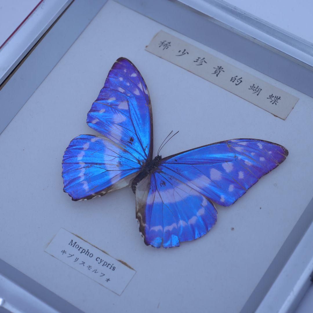 キプリスモルフォ　標本　希少珍奇的胡蝶　額入り