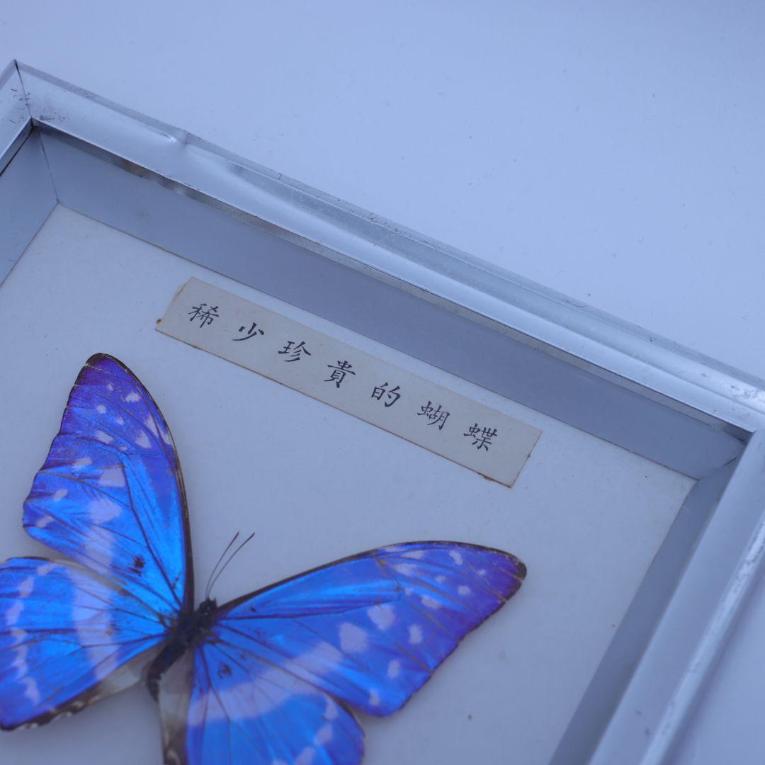 キプリスモルフォ　標本　希少珍奇的胡蝶　額入り