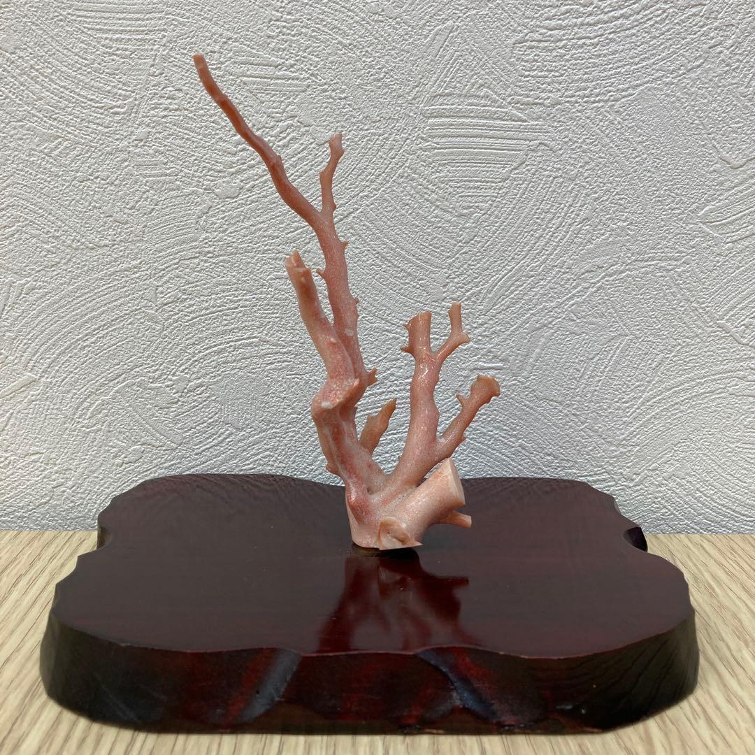 天然桃色珊瑚 枝サンゴ 原木 台座付き インテリア 置物