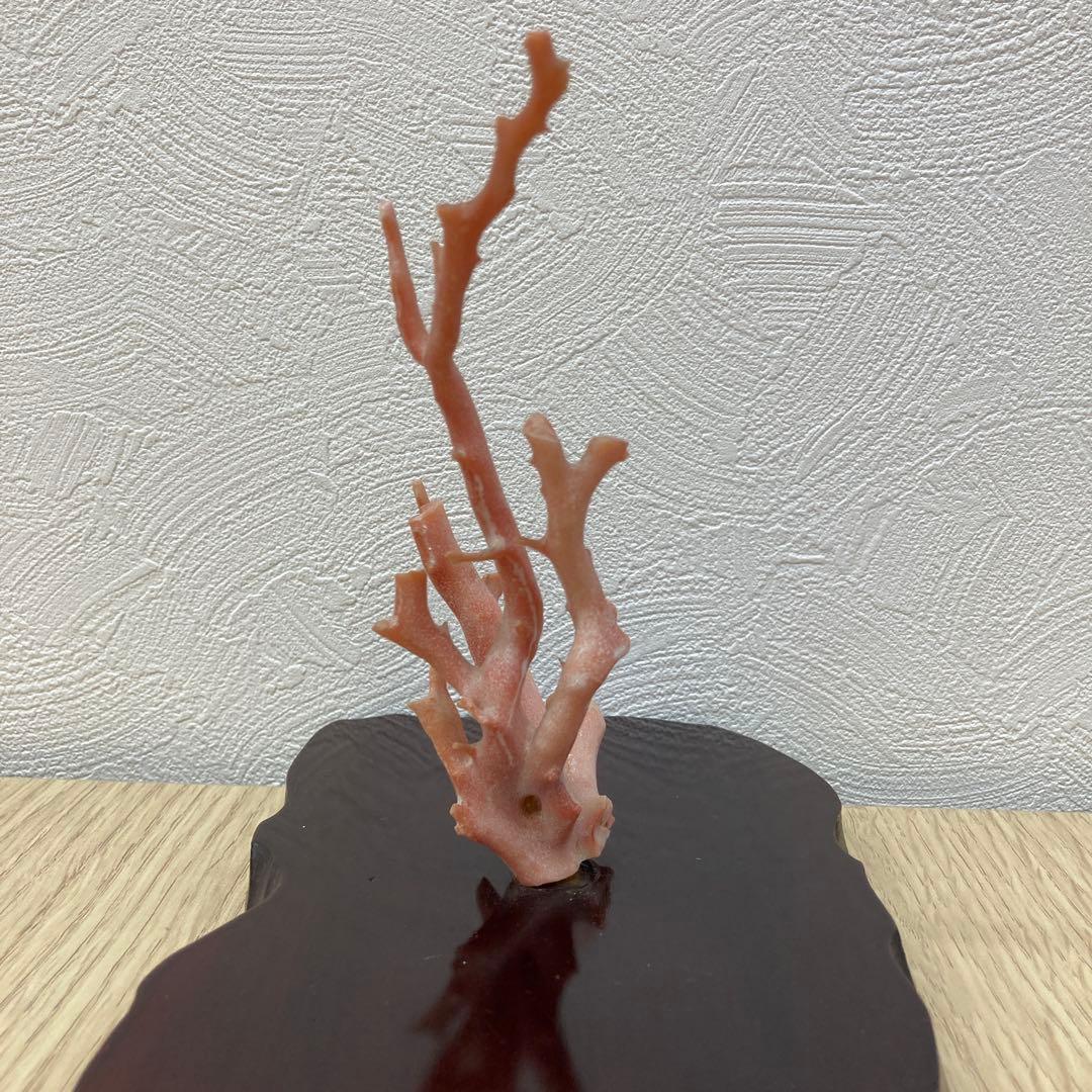 天然桃色珊瑚 枝サンゴ 原木 台座付き インテリア 置物