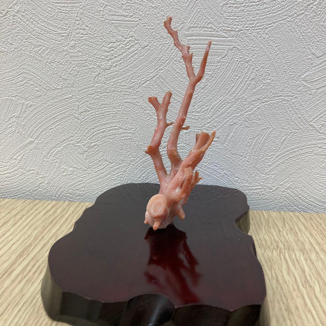 天然桃色珊瑚 枝サンゴ 原木 台座付き インテリア 置物