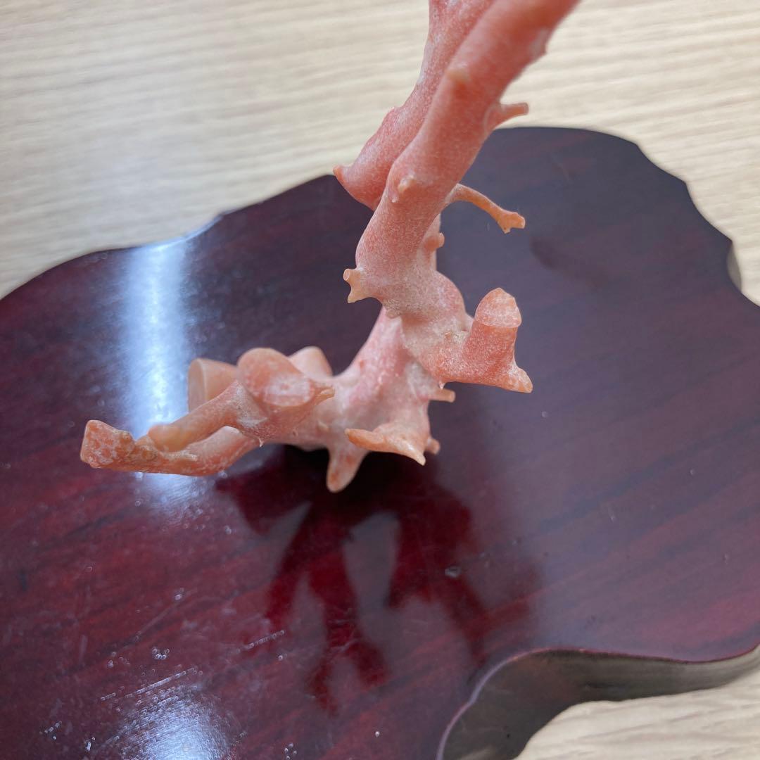 天然桃色珊瑚 枝サンゴ 原木 台座付き インテリア 置物