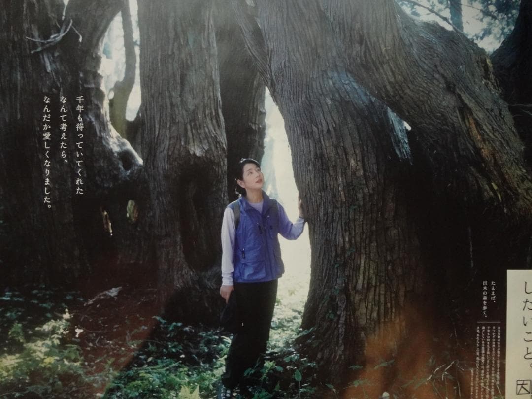 吉永小百合　特大ポスター　巨木の森編◆大人の休日倶楽部　ＢＯ特大非売品ポスター