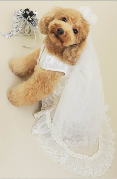 犬服 クレイジーブー crazy booドレス ウエディング