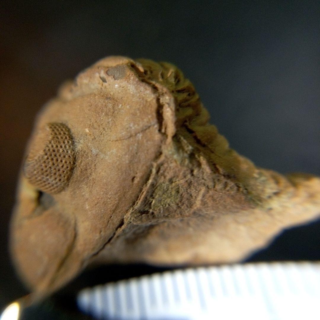 三葉虫　化石　fossil　ボリビア産　trilobite　海生動物個体⑨