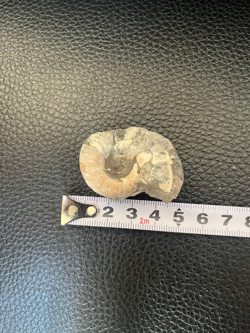 化石 巻貝型 約4cm天然物につき個体差があり