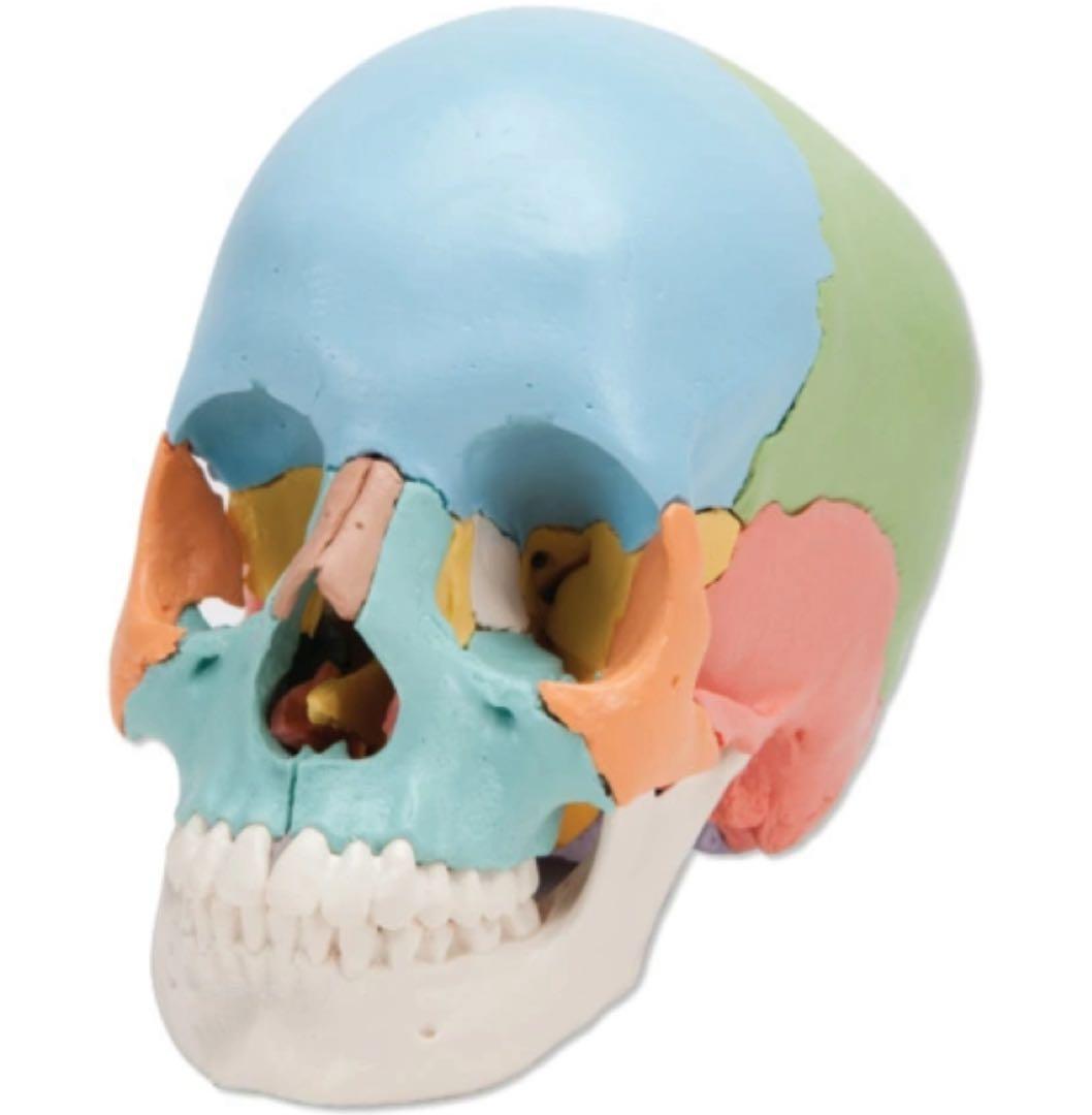 3B 頭蓋骨22分解　模型