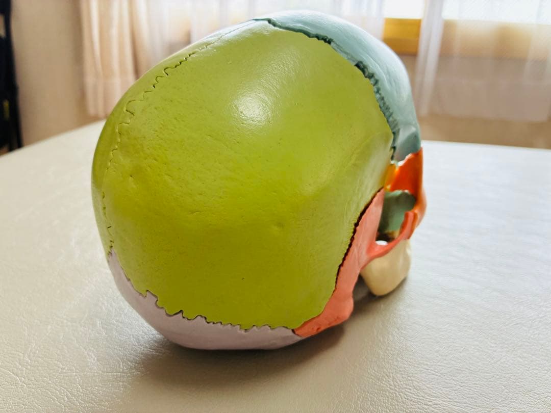 3B 頭蓋骨22分解　模型