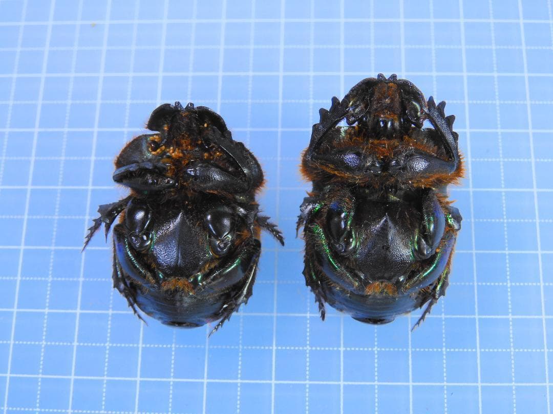 Coprophanaeus bonariensis　32mm 35mm