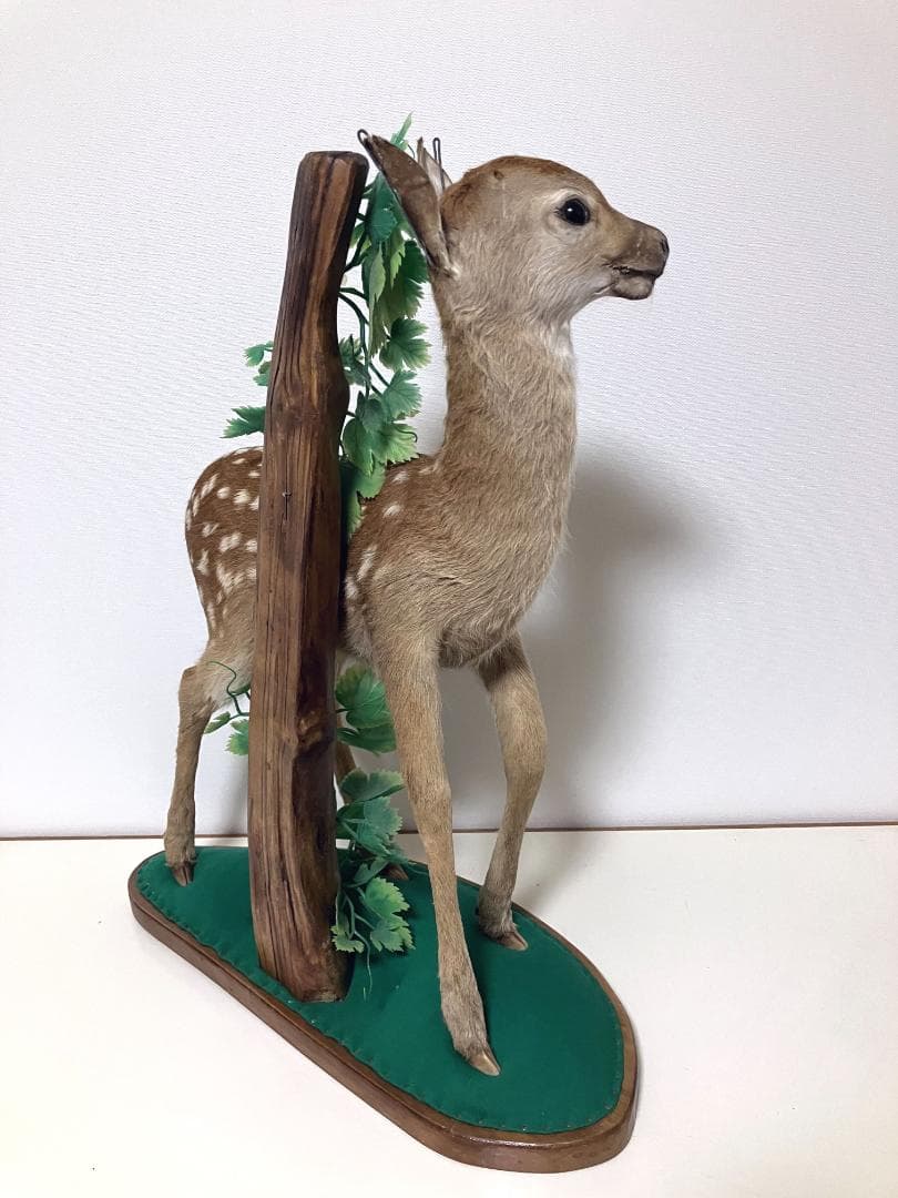 小鹿の剥製：種の保存法に該当しない動物