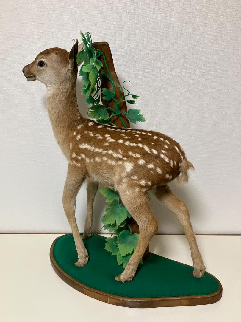 小鹿の剥製：種の保存法に該当しない動物