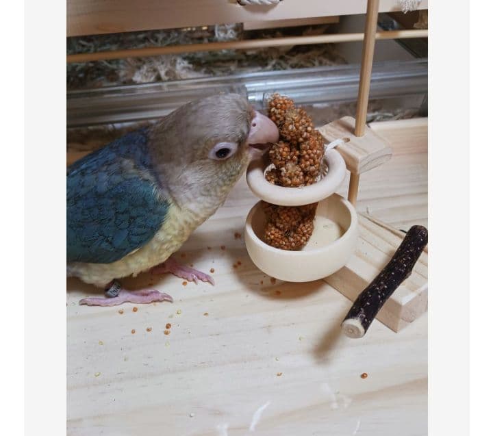 a18　粟の穂ホルダ　バードトイ　インコ　止まり木