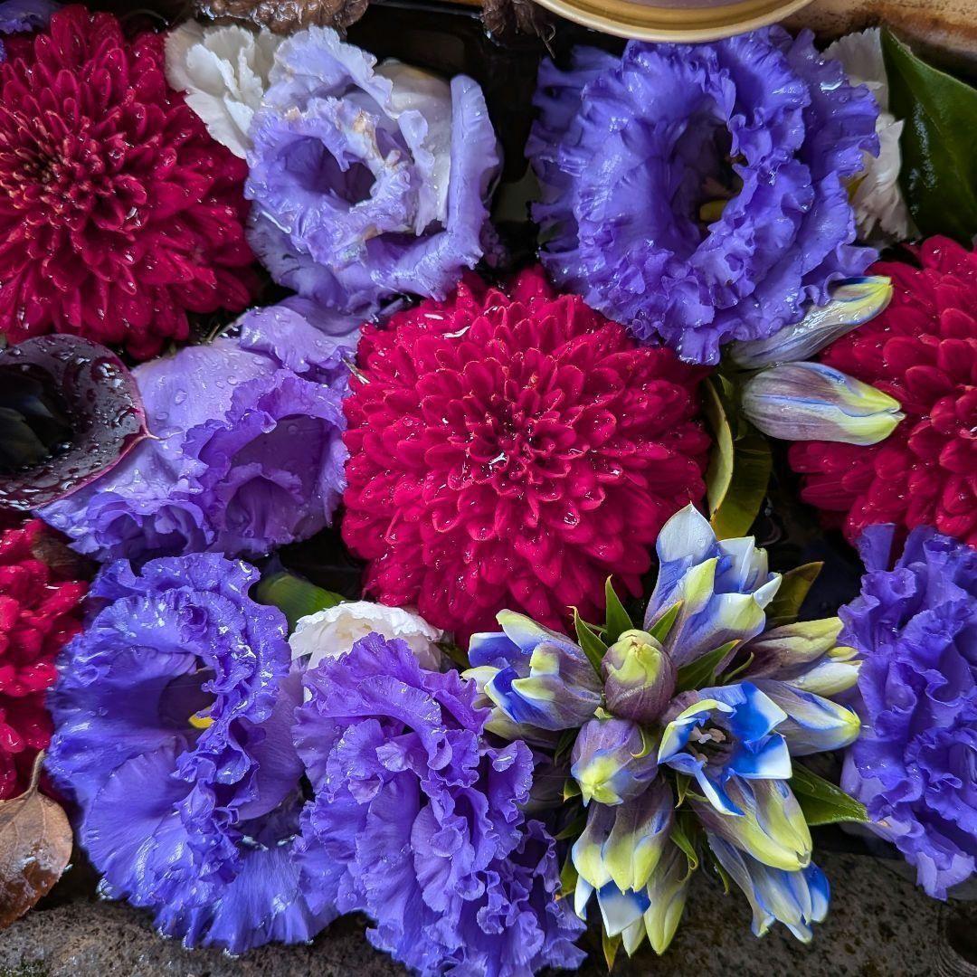 【限定】アリス