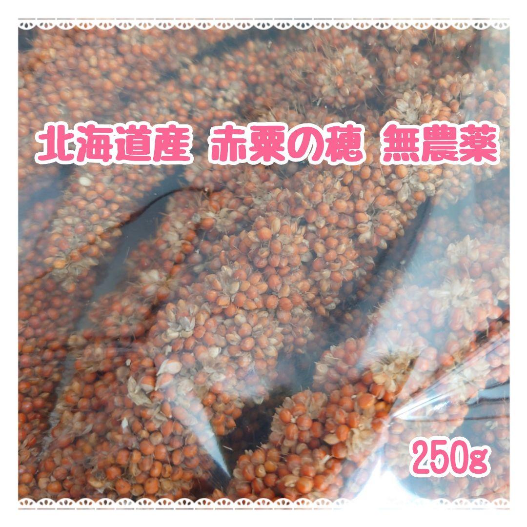 オーダー専用【北海道産】赤粟の穂 250g 無農薬