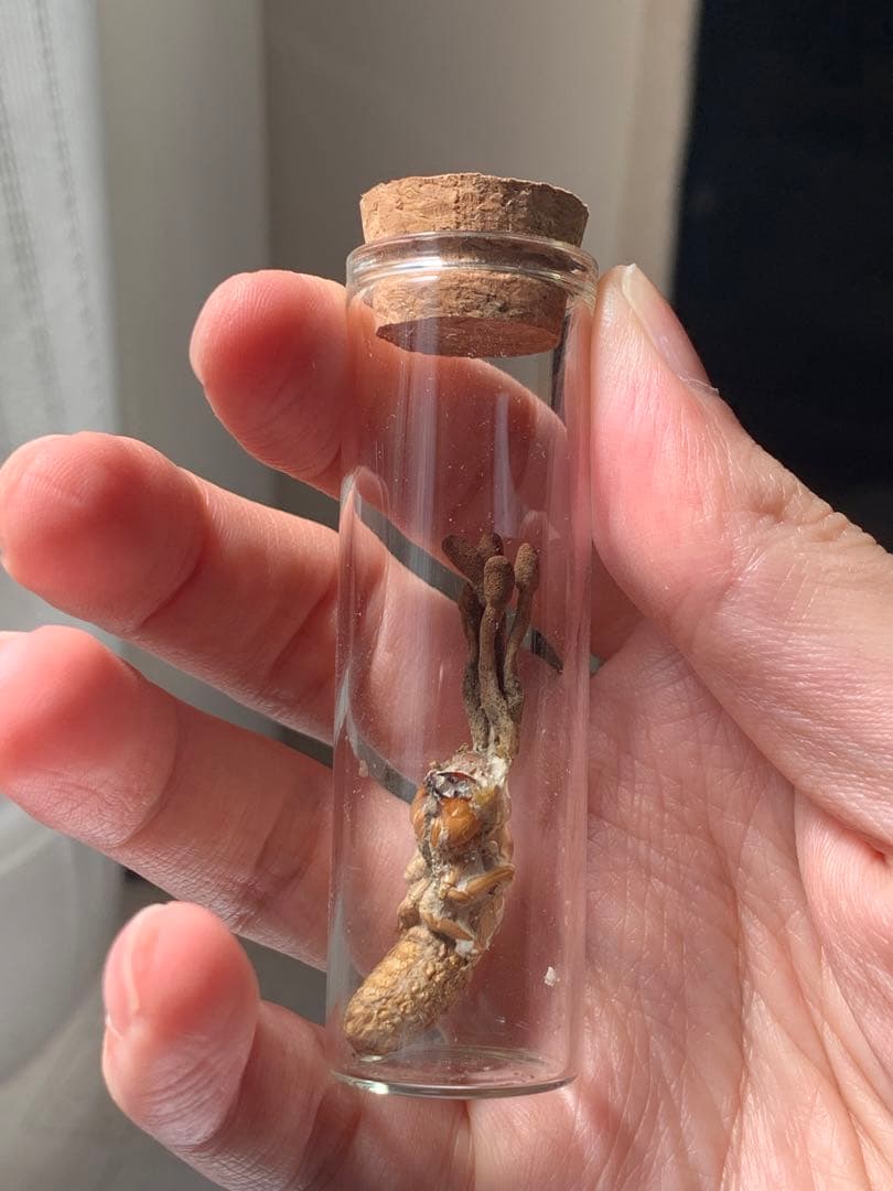 珍品！　冬虫夏草　セミ　昆虫標本　漢方　鉱物　隕石　呪物　根付　出土　人体標本