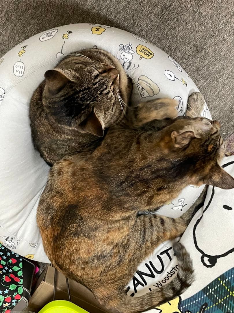 我が家のにゃんこ(*^^*)